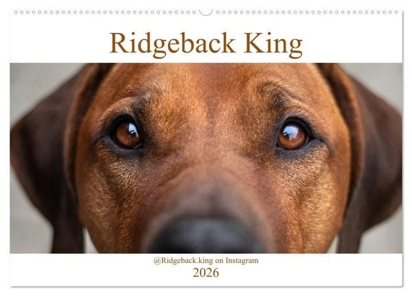 Produktbild: Ridgeback King (Wandkalender 2026 DIN A2 quer), CALVENDO Monatskalender