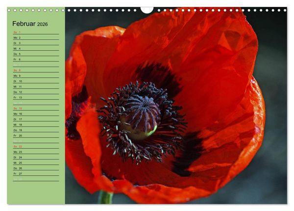Produktbild: Mohnblumen Tr&auml;ume (Wandkalender 2026 DIN A3 quer), CALVENDO Monatskalender