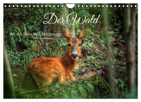 Produktbild: Der Wald - Ort der Ruhe und Besinnung (Wandkalender 2026 DIN A4 quer), CALVENDO Monatskalender