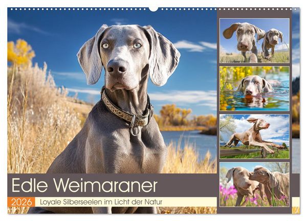 Produktbild: Edle Weimaraner. Loyale Silberseelen im Licht der Natur (Wandkalender 2026 DIN A2 quer), CALVENDO Monatskalender