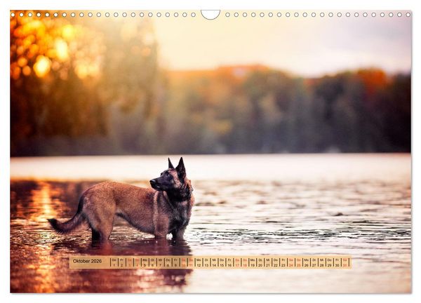 Produktbild: H&uuml;tehunde - H&uuml;ter der Herzen (Wandkalender 2026 DIN A3 quer), CALVENDO Monatskalender