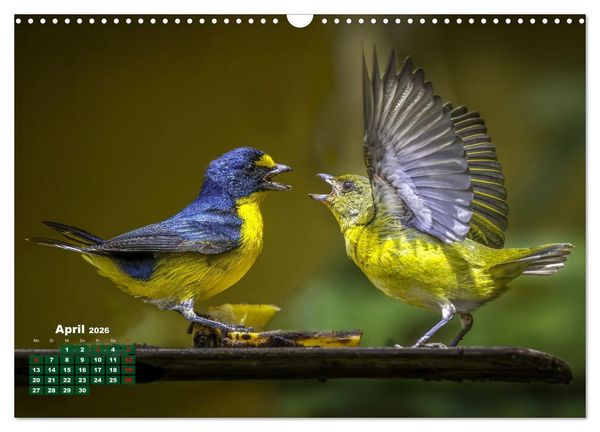 Produktbild: Tropische V&ouml;gel Costa Ricas (Wandkalender 2026 DIN A3 quer), CALVENDO Monatskalender
