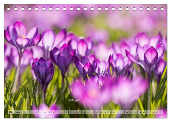Produktbild: Farbenfroher Bl&uuml;tentraum (Tischkalender 2026 DIN A5 quer), CALVENDO Monatskalender