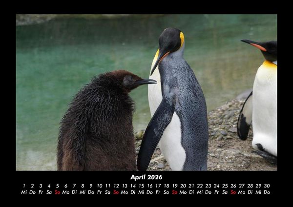 Produktbild: Der Tierkalender 2026 Fotokalender DIN A3