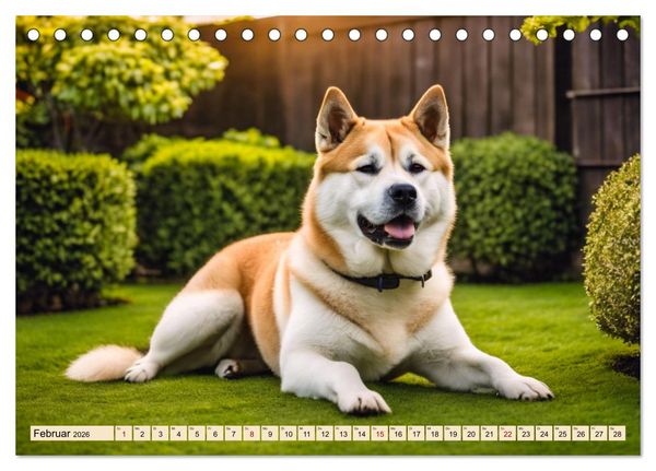 Produktbild: Akita Inu - Inbegriff der Treue (Tischkalender 2026 DIN A5 quer), CALVENDO Monatskalender