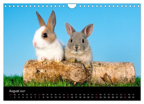 Produktbild: Zwergkaninchen (Wandkalender 2027 DIN A4 quer), CALVENDO Monatskalender