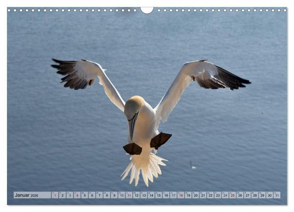 Produktbild: Sch&ouml;ne Insel Helgoland (Wandkalender 2026 DIN A3 quer), CALVENDO Monatskalender