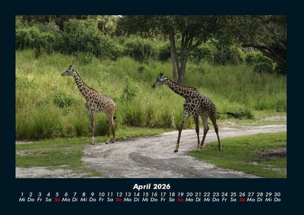 Produktbild: Giraffen 2026 Fotokalender DIN A4