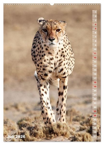 Produktbild: Safari hautnah - S&uuml;dliches und &ouml;stliches Afrika (Wandkalender 2026 DIN A2 hoch), CALVENDO Monatskalender