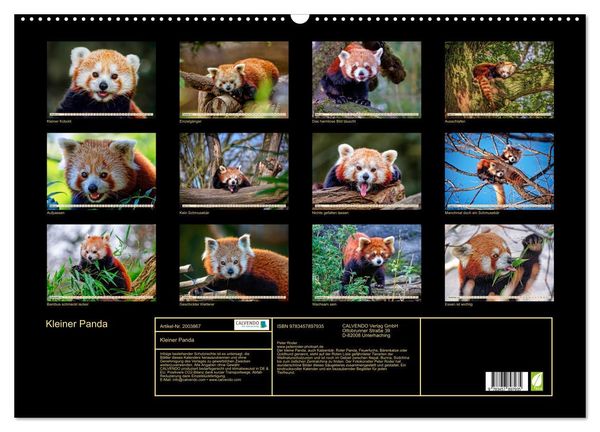 Produktbild: Kleiner Panda (Wandkalender 2026 DIN A2 quer), CALVENDO Monatskalender