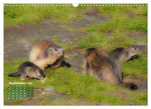 Produktbild: Gro&szlig;glockner wundersch&ouml;ne Berg- und Tierwelt (Wandkalender 2026 DIN A3 quer), CALVENDO Monatskalender