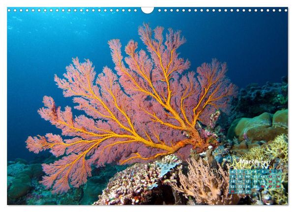 Produktbild: Oceans Alive - A World of Color and Diversity (Wall Calendar 2027 DIN A3 landscape), CALVENDO 12 Month Wall Calendar