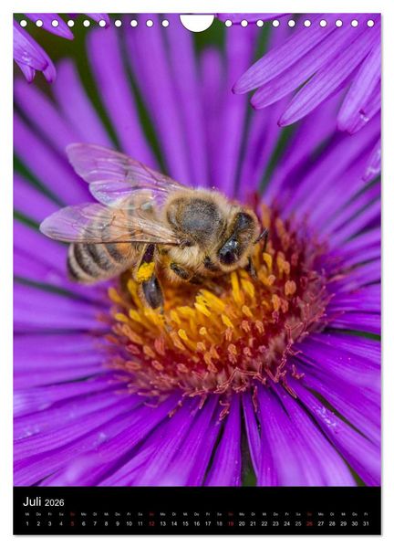 Produktbild: Bienenkalender (Wandkalender 2026 DIN A4 hoch), CALVENDO Monatskalender