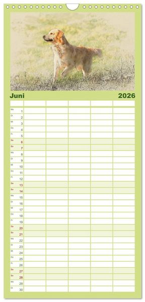 Produktbild: Familienplaner 2026 - Golden Retriever mit 5 Spalten (Wandkalender, 21 x 45 cm) CALVENDO