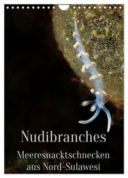 Produktbild: Nudibranches Meeresnacktschnecken aus Nord-Sulawesi (Wandkalender 2026 DIN A4 hoch), CALVENDO Monatskalender