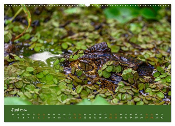 Produktbild: Costa Rica - Naturparadies zwischen Karibik und Pazifik (hochwertiger Premium Wandkalender 2026 DIN A2 quer), Kunstdruck in Hochglanz
