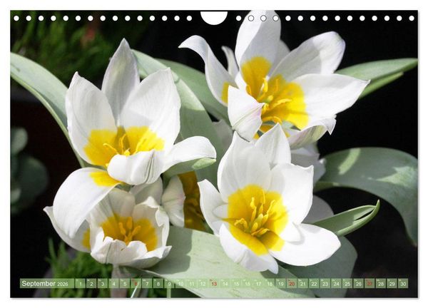 Produktbild: Wei&szlig;e Fr&uuml;hlingsbl&uuml;ten (Wandkalender 2026 DIN A4 quer), CALVENDO Monatskalender