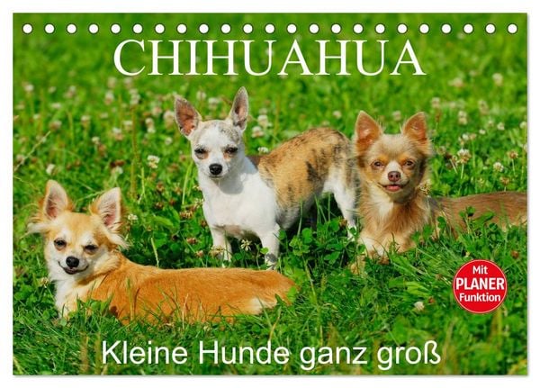 Produktbild: Chihuahua - Kleine Hunde ganz gro&szlig; (Tischkalender 2026 DIN A5 quer), CALVENDO Monatskalender