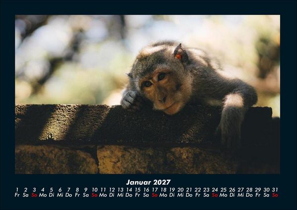Produktbild: Der Tierkalender 2027 Fotokalender DIN A4