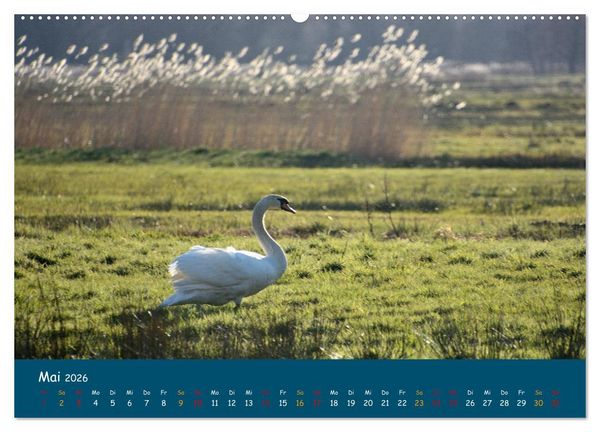 Produktbild: Naturschutzgebiet W&uuml;mme (Wandkalender 2026 DIN A2 quer), CALVENDO Monatskalender