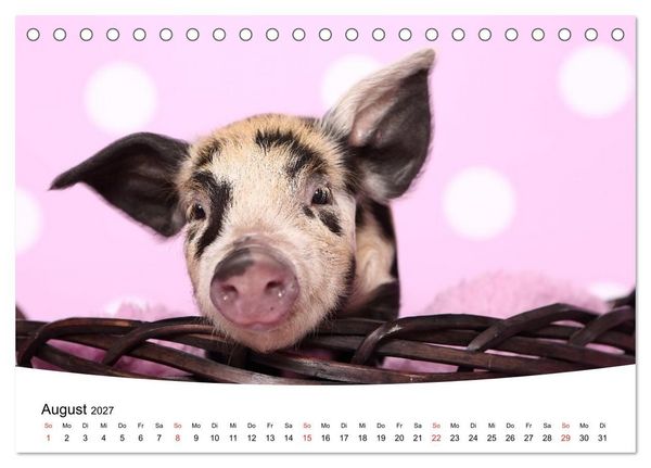 Produktbild: Niedliche Ferkel lovely piglets (Tischkalender 2027 DIN A5 quer), CALVENDO Monatskalender