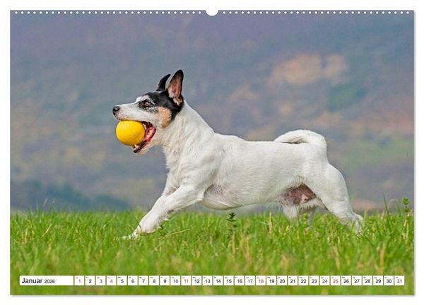 Produktbild: 100000 Volt auf vier Pfoten - Jack und Parson Russell Terrier (Wandkalender 2026 DIN A2 quer), CALVENDO Monatskalender