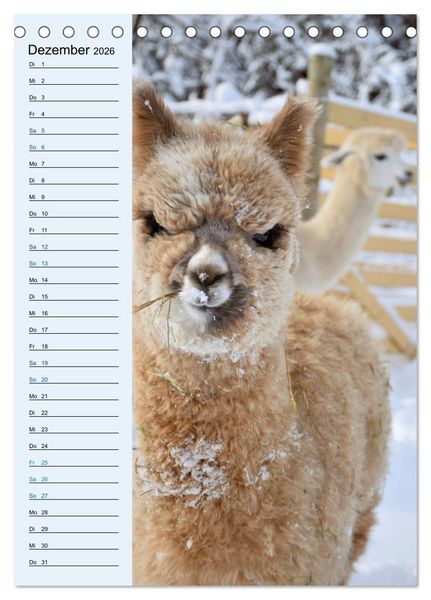 Produktbild: Alpakas zum Knuddeln gerne (Tischkalender 2026 DIN A5 hoch), CALVENDO Monatskalender