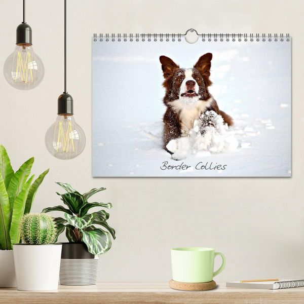 Produktbild: Border Collies (Wandkalender 2026 DIN A4 quer), CALVENDO Monatskalender
