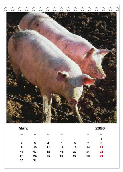 Produktbild: Bauernhoftiere, ganz nah dran (Tischkalender 2026 DIN A5 hoch), CALVENDO Monatskalender