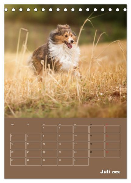 Produktbild: SHELTIES Herzensbrecher auf 4 Pfoten (Tischkalender 2026 DIN A5 hoch), CALVENDO Monatskalender