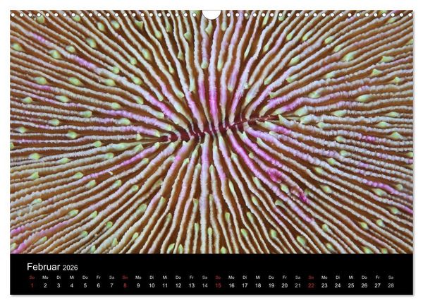 Produktbild: Magische Unterwasserwelten (Wandkalender 2026 DIN A3 quer), CALVENDO Monatskalender