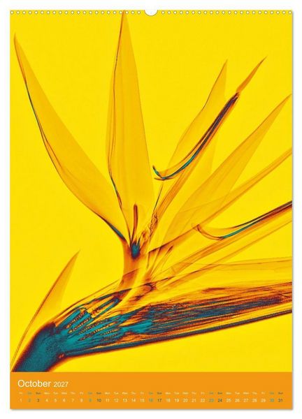 Produktbild: Blossoms between light and colour (Wall Calendar 2027 DIN A2 portrait), CALVENDO 12 Month Wall Calendar