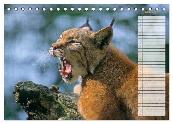 Produktbild: Tiere des Waldes (Tischkalender 2026 DIN A5 quer), CALVENDO Monatskalender