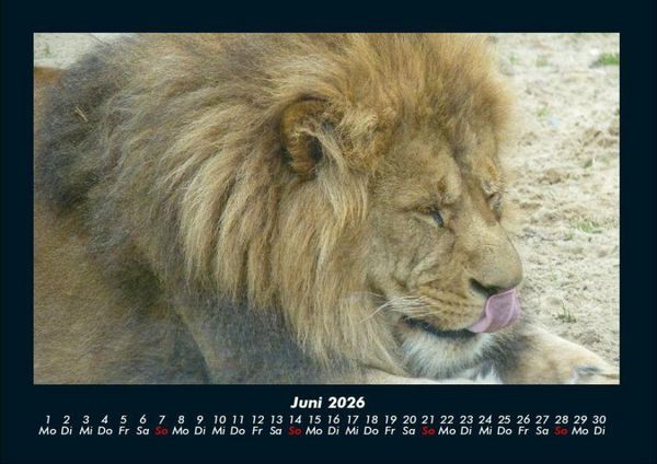 Produktbild: L&ouml;wen in der Wildnis 2026 Fotokalender DIN A4