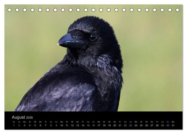 Produktbild: Rabenschwarze Impressionen - meike-ajo-dettlaff.de via wildvogelhlfe.org (Tischkalender 2026 DIN A5 quer), CALVENDO Monatskalender
