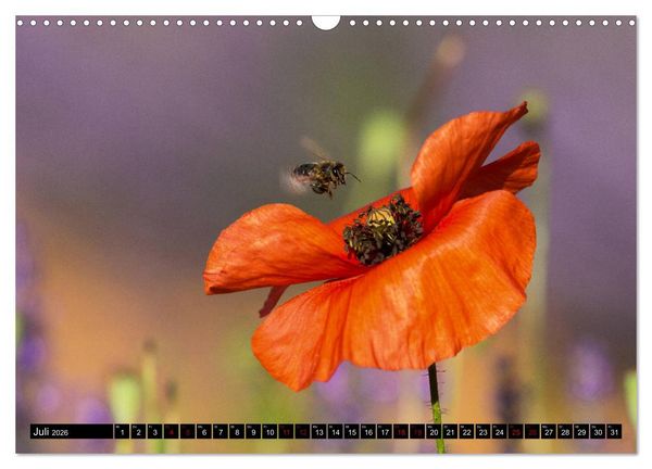 Produktbild: Provence im Rausch der Farben (Wandkalender 2026 DIN A3 quer), CALVENDO Monatskalender