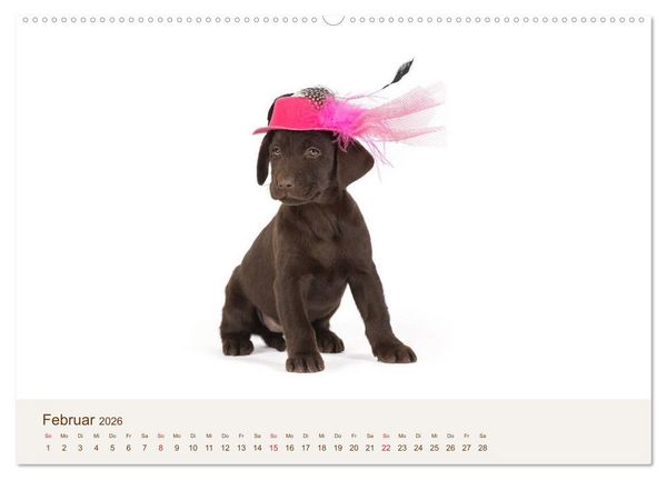 Produktbild: Labrador - Welpen (Wandkalender 2026 DIN A2 quer), CALVENDO Monatskalender