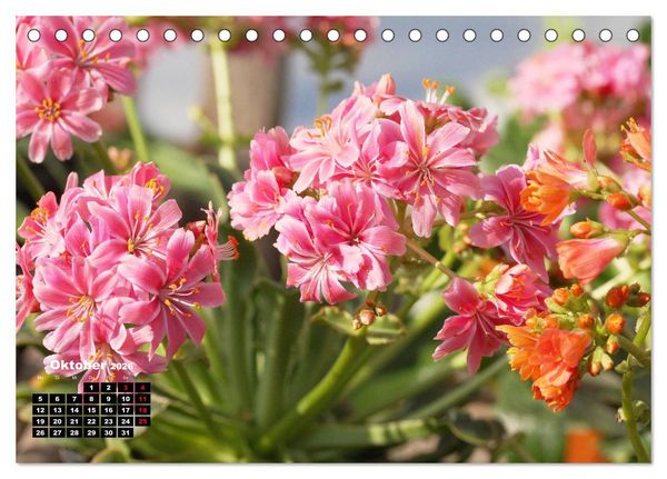 Produktbild: Lewisia, das Porzellanr&ouml;schen (Tischkalender 2026 DIN A5 quer), CALVENDO Monatskalender