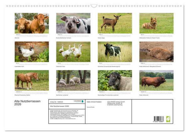 Produktbild: Alte Nutztierrassen 2026 (Wandkalender 2026 DIN A2 quer), CALVENDO Monatskalender