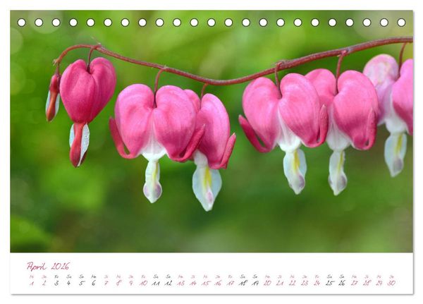Produktbild: Bl&uuml;tentr&auml;ume in violett und pink (Tischkalender 2026 DIN A5 quer), CALVENDO Monatskalender