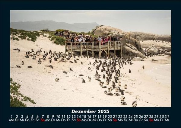 Produktbild: Pinguine & Eisb&auml;ren 2025 Fotokalender DIN A5