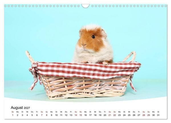 Produktbild: Niedliche Meerschweinchen (Wandkalender 2027 DIN A3 quer), CALVENDO Monatskalender
