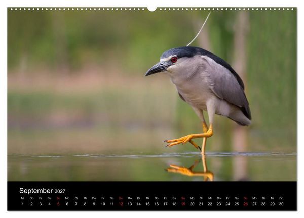 Produktbild: Reiher - Der Tanz auf dem Wasser (Wandkalender 2027 DIN A2 quer), CALVENDO Monatskalender