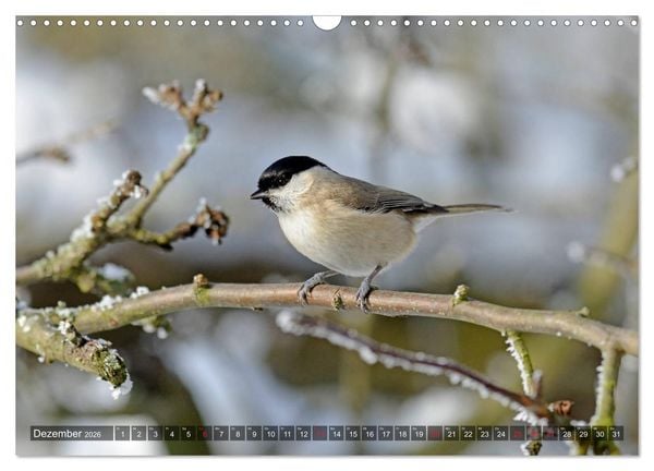 Produktbild: Heimische Singv&ouml;gel in Feld und Flur (Wandkalender 2026 DIN A3 quer), CALVENDO Monatskalender