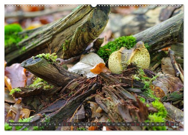 Produktbild: Mit interessanten Pilzen durchs Jahr (hochwertiger Premium Wandkalender 2026 DIN A2 quer), Kunstdruck in Hochglanz