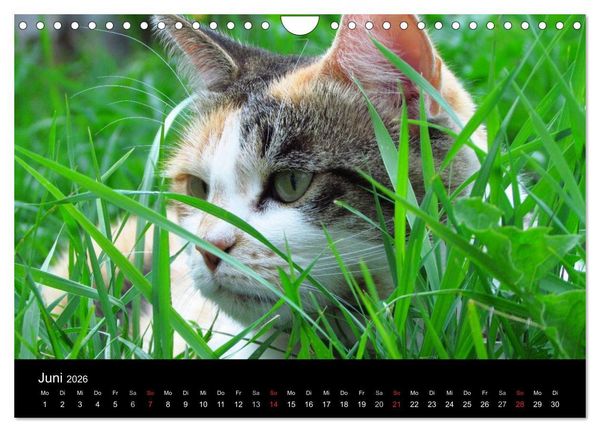 Produktbild: Haustiger - Ein Katzenkalender (Wandkalender 2026 DIN A4 quer), CALVENDO Monatskalender