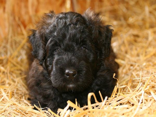 Produktbild: CALVENDO Puzzle Ein Motiv aus dem Kalender Bouvier des Flandres | 1000 Teile Lege-Gr&ouml;&szlig;e 64x48cm Foto-Puzzle f&uuml;r gl&uuml;ckliche Stunden