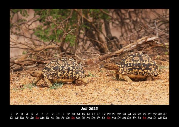 Produktbild: Schildkr&ouml;tenzauber 2025 Fotokalender DIN A3