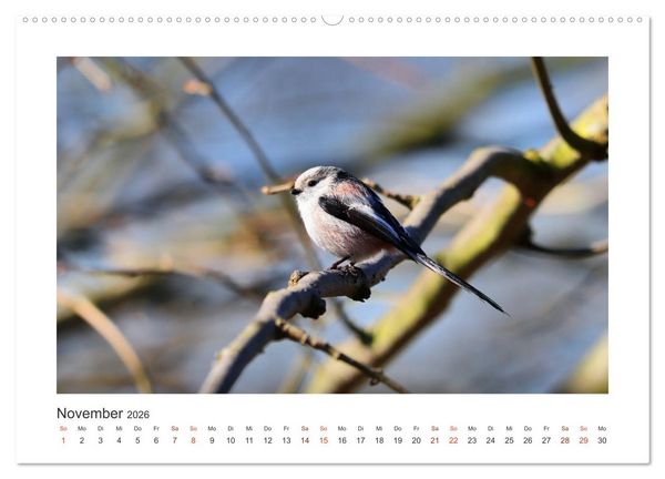 Produktbild: Gefiederte Garteng&auml;ste, Schwanzmeisen (hochwertiger Premium Wandkalender 2026 DIN A2 quer), Kunstdruck in Hochglanz
