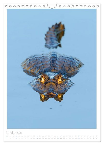 Produktbild: Le Pantanal (Calendrier mural 2026 DIN A4 horizontal), CALVENDO calendrier mensuel